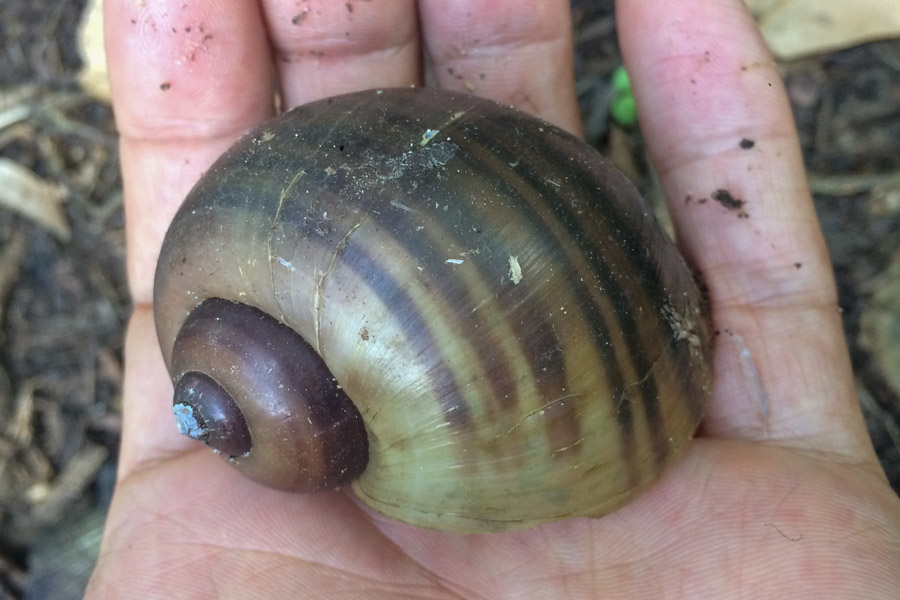 CABI Compendium: Invasive Species - Golden apple snail | CABI Digital ...